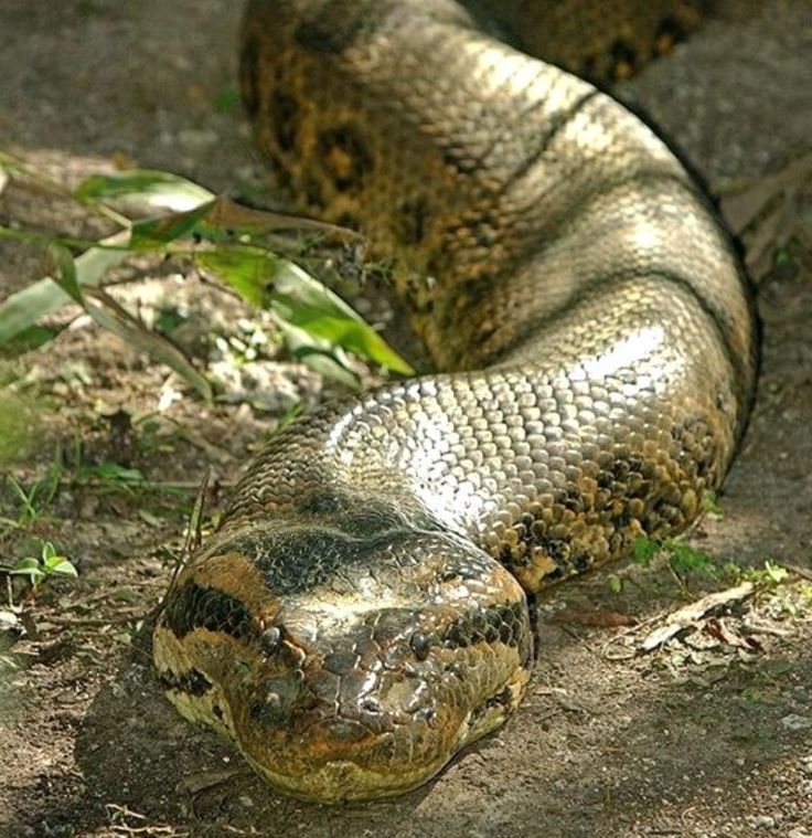 a large snake is laying on the ground