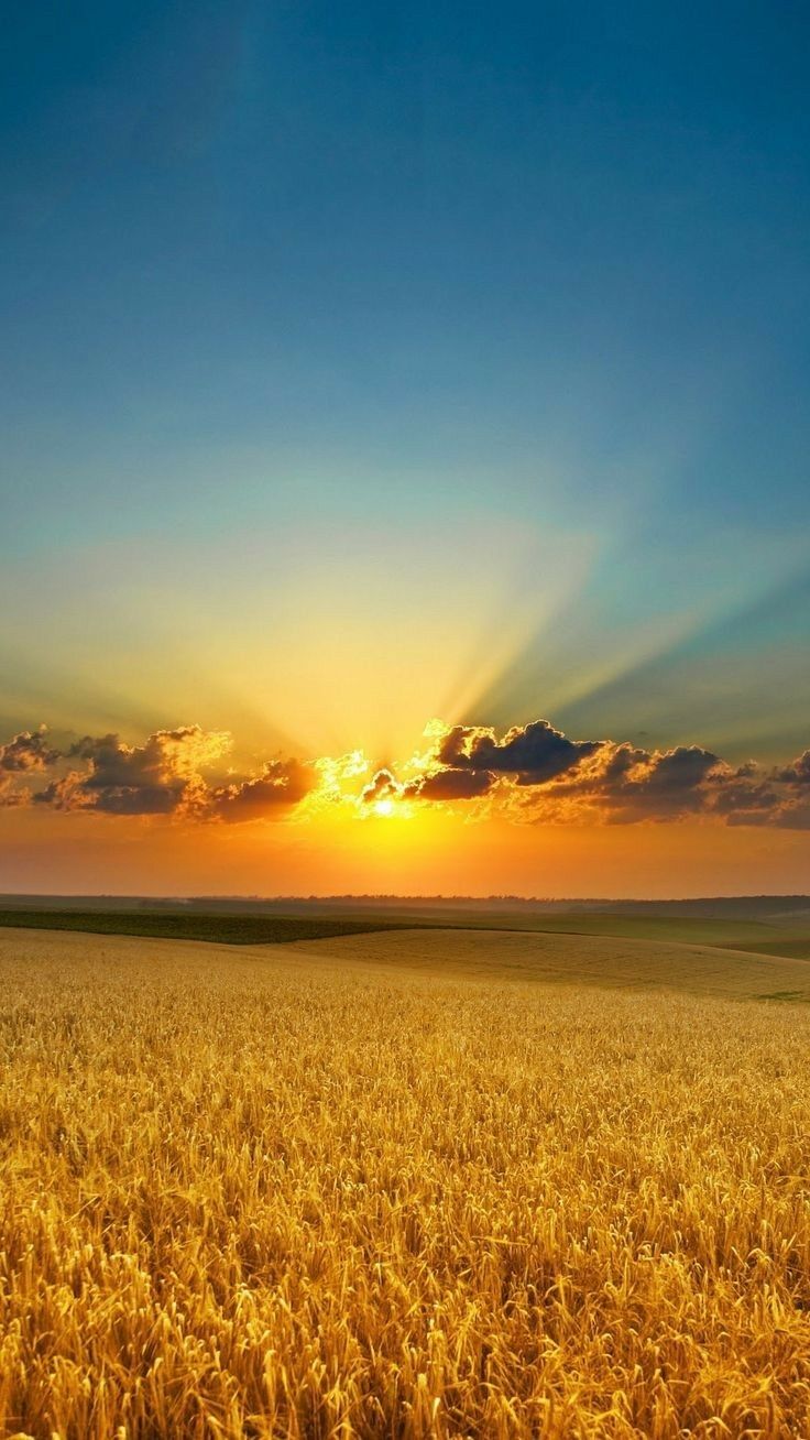 the sun setting over a wheat field with clouds in the sky and sunlight shining down on it