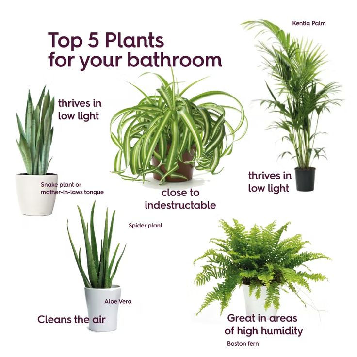 the top 5 plants for your bathroom that you can use in just about any type of houseplant