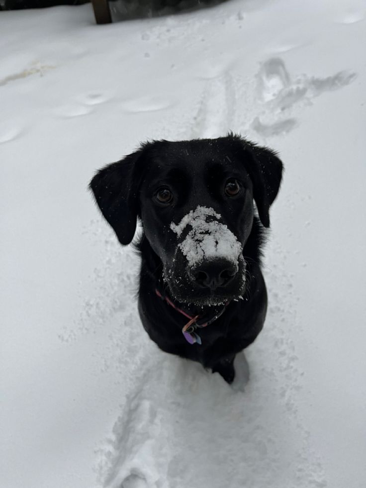 a black dog sitting in the snow looking up at the camera with his paw on it's nose