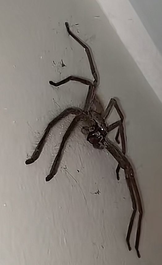 a large spider crawling on the side of a wall