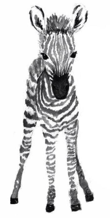 a black and white photo of a zebra