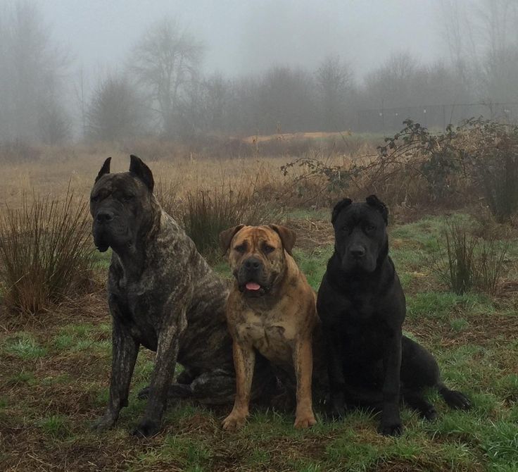 three dogs sitting in the grass on a foggy day