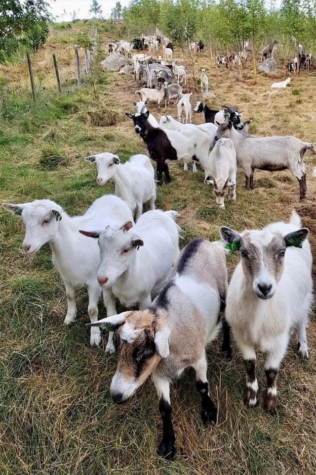 a herd of goats standing on top of a grass covered field