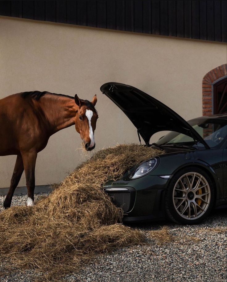 a horse standing next to a car with hay in it's trunk and eating grass out of the hood