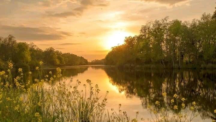 the sun is setting over a lake with wildflowers and trees in front of it