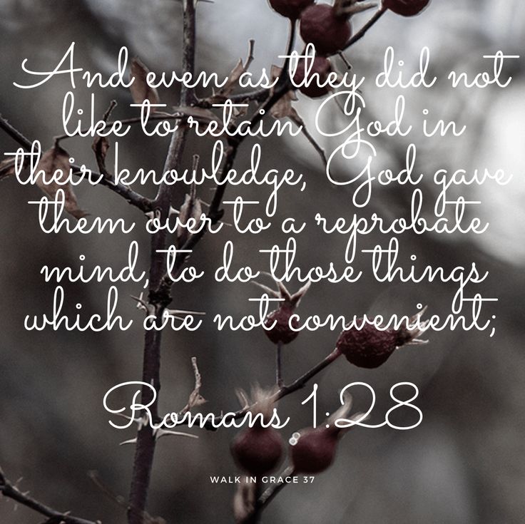 a close up of a tree with berries on it and the words romans 2 8