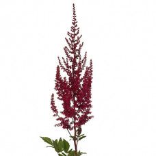 a red plant with green leaves in a pot on a white background, it appears to be flowering