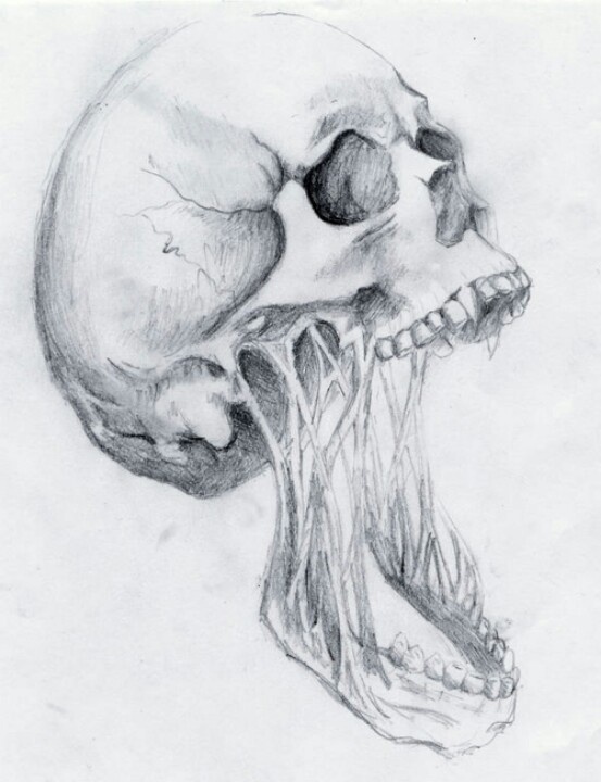 a pencil drawing of a human skull