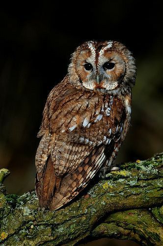 an owl sitting on top of a tree branch