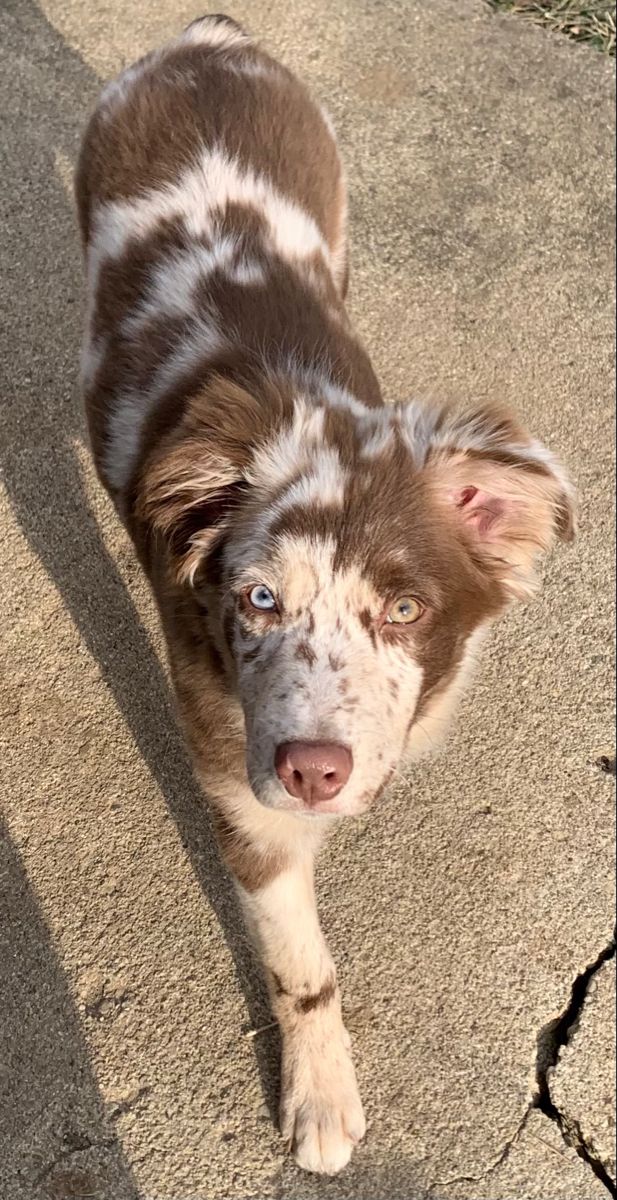 a brown and white dog standing on top of a sidewalk