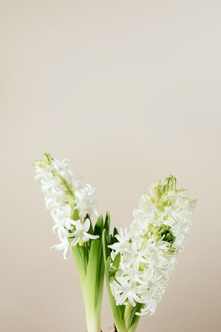 two white flowers are in a vase on a table