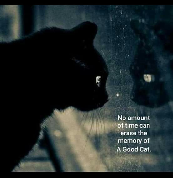 a black cat looking out the window with a quote on it that says, no amount of time can erase the memory of a good cat