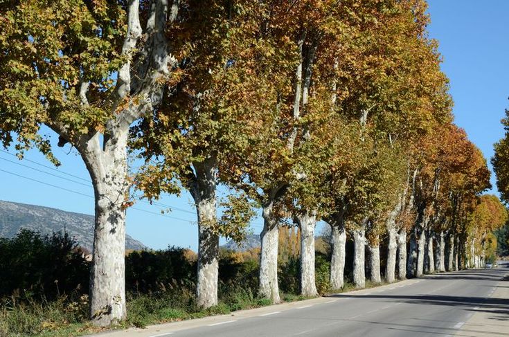 trees line the side of an empty road