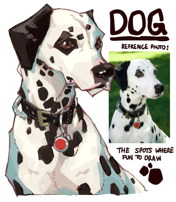 a dalmatian dog is shown with the caption's name below it