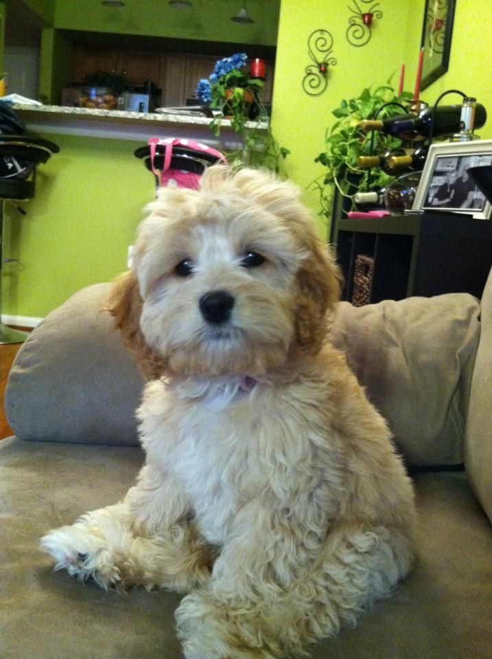 a white dog sitting on top of a couch