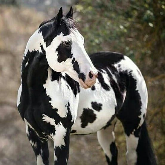 a black and white spotted horse standing on top of a dirt field with trees in the background