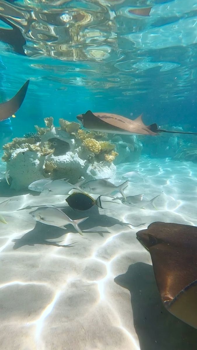 several fish swimming in the water near some corals and other marine life on the ocean floor