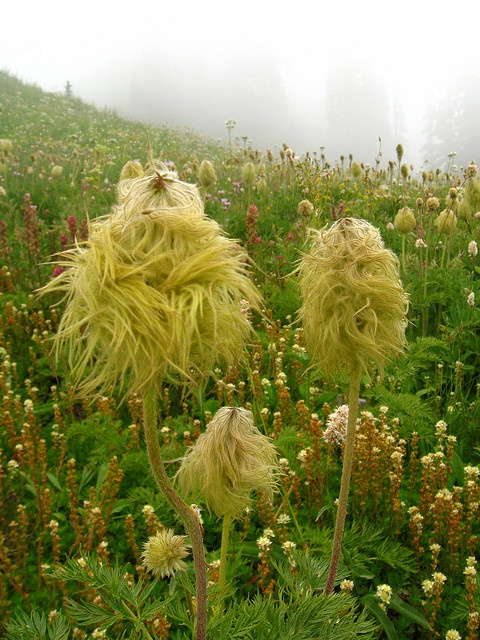 some very pretty flowers in the middle of a foggy field with lots of plants