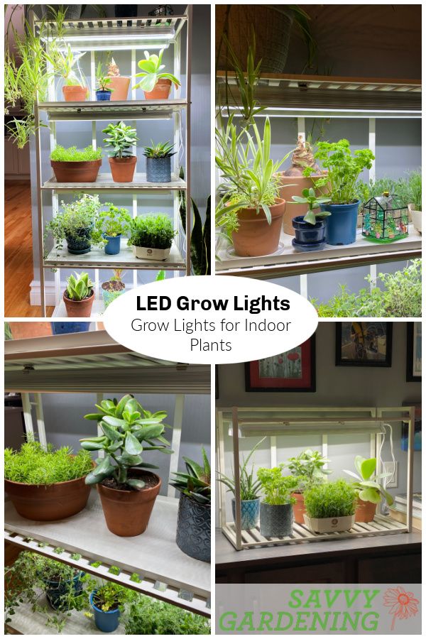 some plants that are growing in pots and on shelves with the words grow lights above them