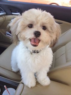 a small white dog sitting in the driver's seat of a car with his tongue hanging out