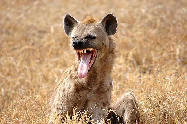 a hyena with its mouth open and it's tongue out sitting in the grass