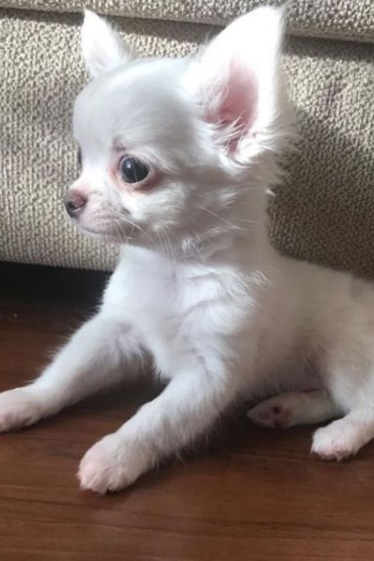 a small white dog laying on top of a wooden floor