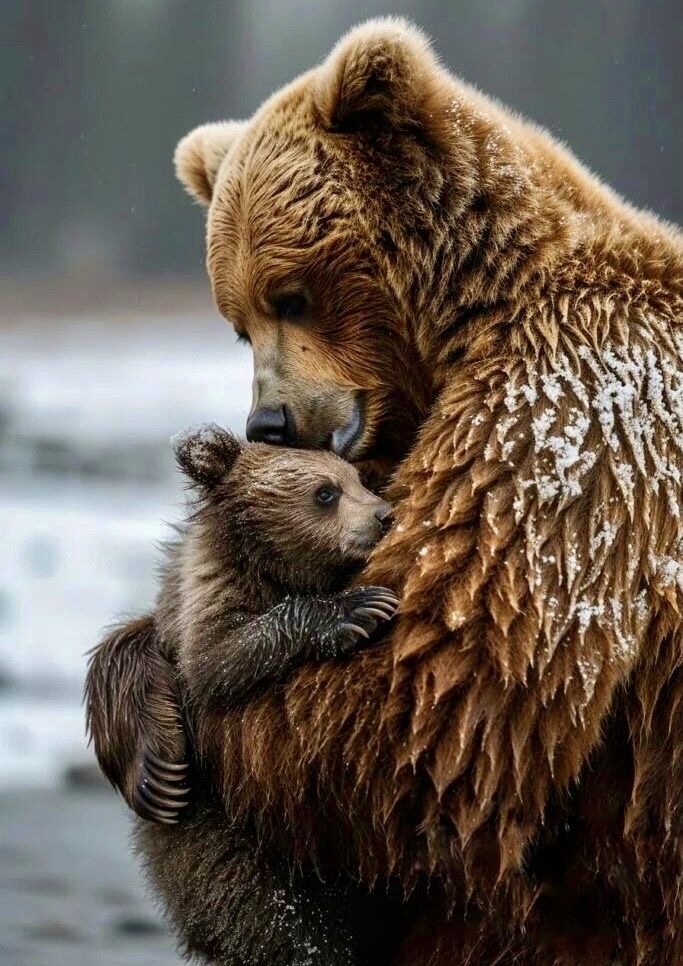 a brown bear and its cub cuddle together in the snow on a rainy day