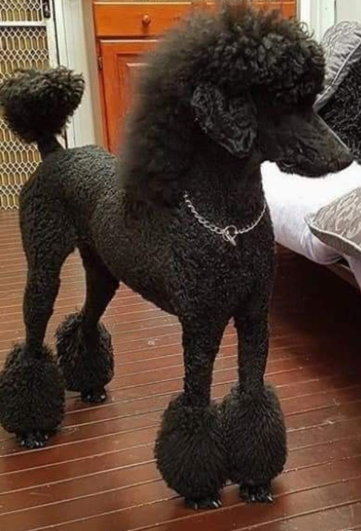 a black poodle standing on top of a hard wood floor next to a bed