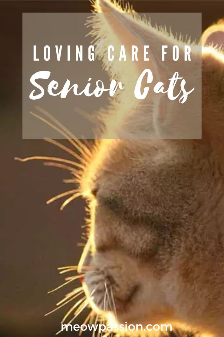 Cats, just like people, get older, and experience ageing in their own unique way. Cat owners should know how to prepare themselves to take care of their senior 4-legged friends as some cats might show the first signs of getting older even when they are seven years old. Homemade Cat Food For Senior Cats, Senior Cat Care Tips, Cats For People With Allergies, Adopting A Cat Checklist, How To Find A Lost Cat, Senior Cat Care, Cat Personalities, Cat Hiding, Older Cats