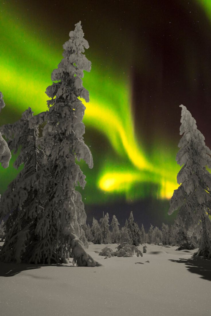 the northern lights shine brightly over snow covered trees