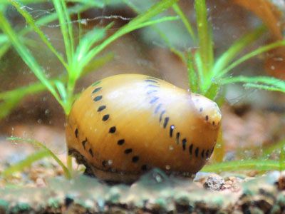 a yellow and black slug sitting on top of some green plants in an aquarium filled with water