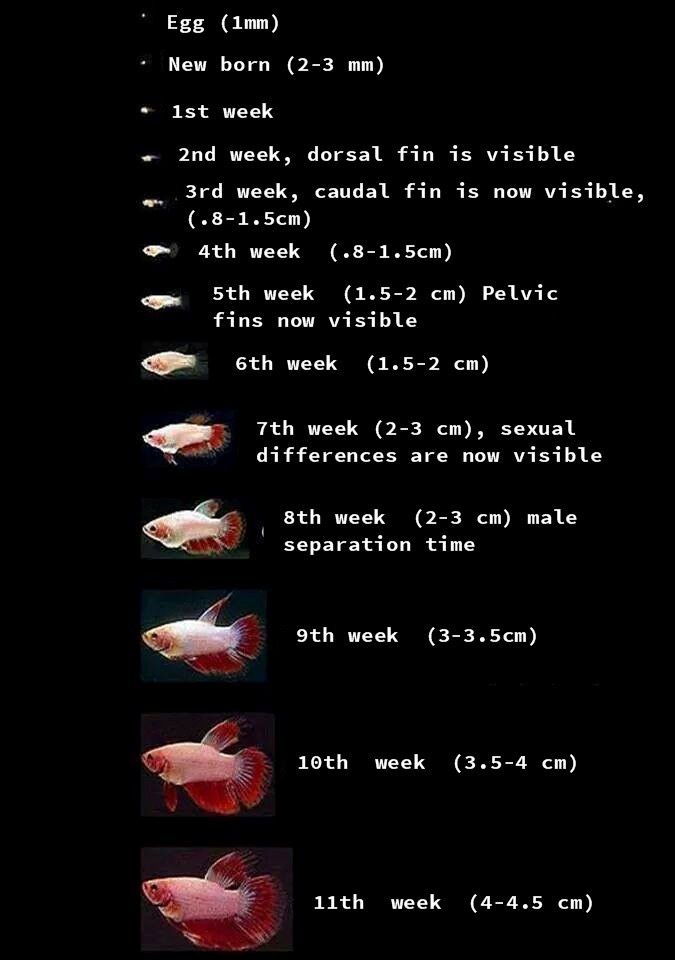 some type of fish that are swimming in the water with different times and numbers on it