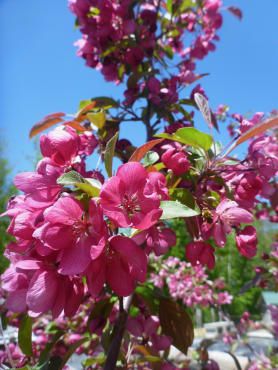 pink flowers are blooming on the tree in front of some buildings and blue sky