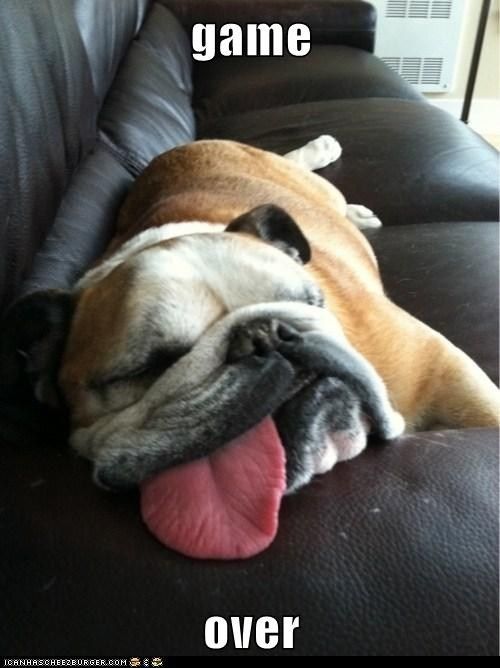 a brown and white dog laying on top of a black couch with its tongue hanging out