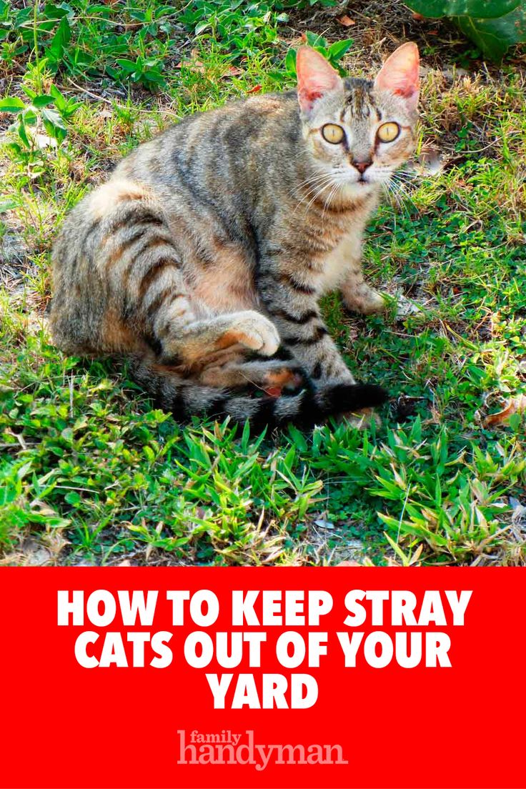 a cat sitting in the grass with text overlay that reads how to keep stray cats out of your yard