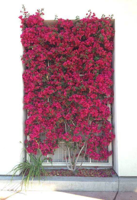 red flowers are growing on the side of a building