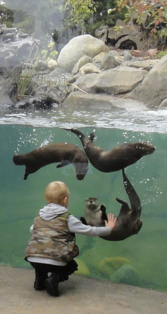 a little boy that is looking at some sea lions in the water with their mouths open