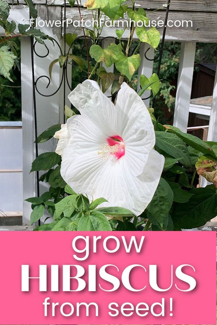 a large white flower sitting on top of a lush green plant next to a fence