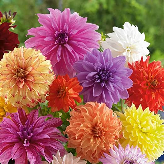 a vase filled with lots of different colored flowers