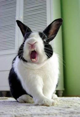 a black and white rabbit yawning while sitting on the floor with its mouth open