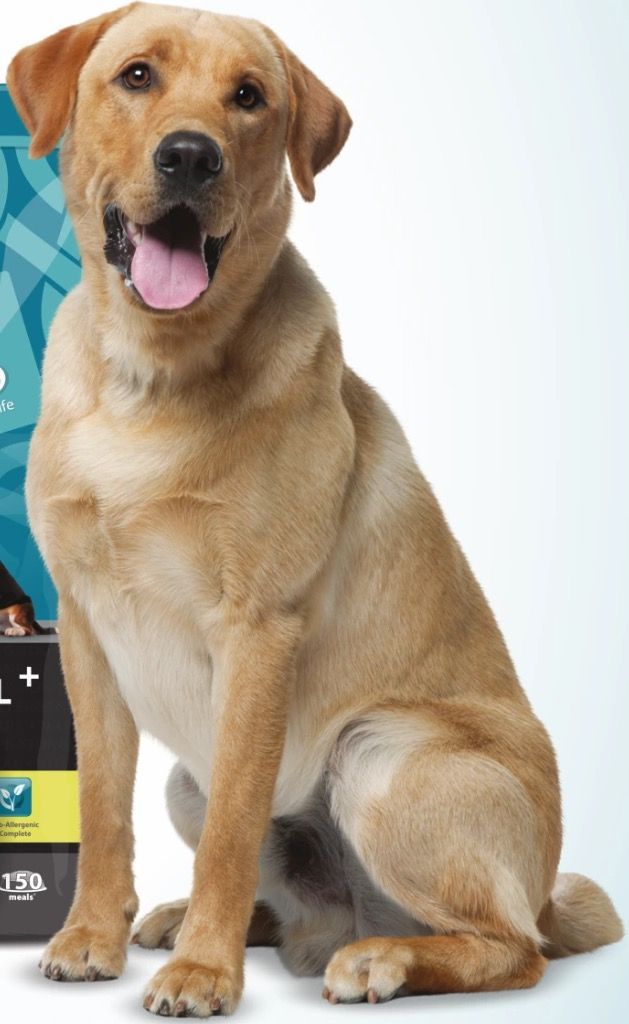 a dog sitting next to a box of dental care products