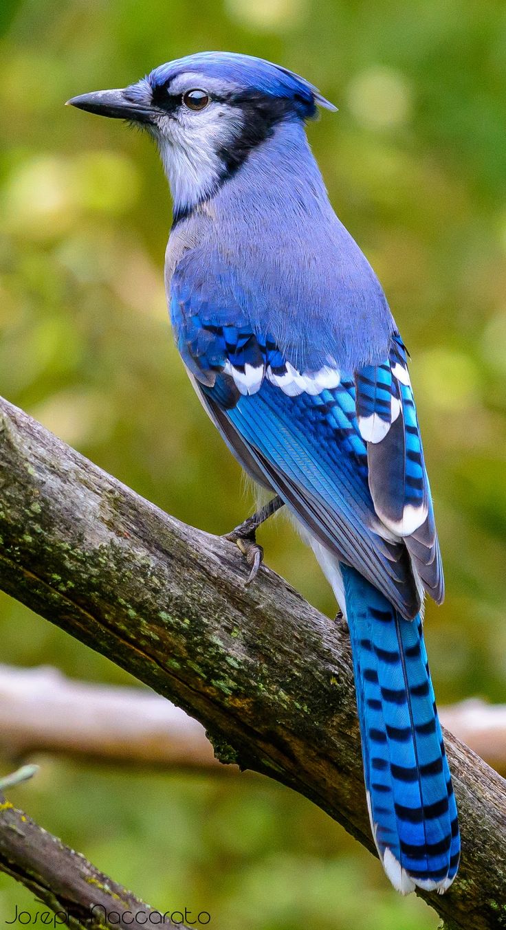 a blue bird sitting on top of a tree branch