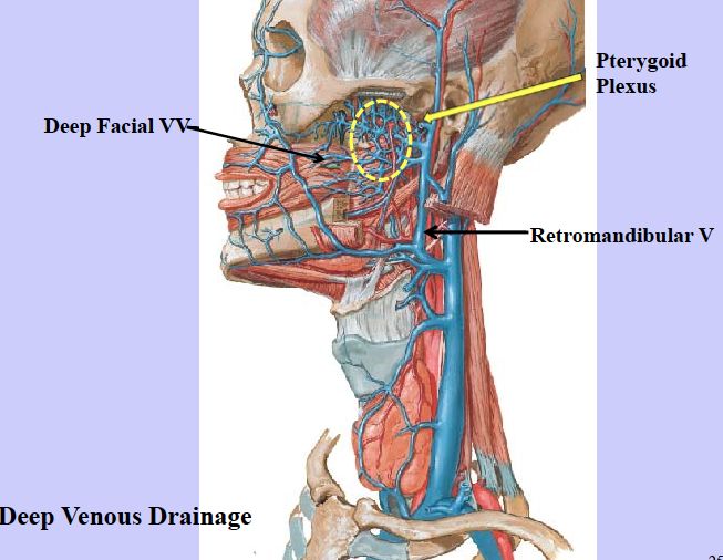 deep facial vein is a communication between the facial vein and pterygoid plexus = anastamoses --> Danger Zone Veins Diagram, Facial Veins And Arteries, Main Arteries And Veins, Facial Arteries Anatomy, Veins And Arteries Diagram, Facial Veins, Danger Zone, Screen Shot, Plexus Products