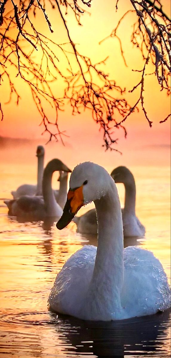 two white swans swimming in the water at sunset or dawn with branches hanging over their heads