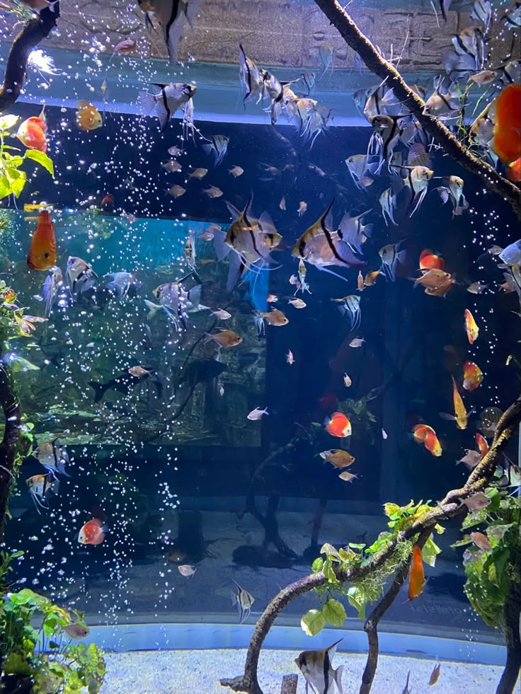 an aquarium filled with lots of different types of fish