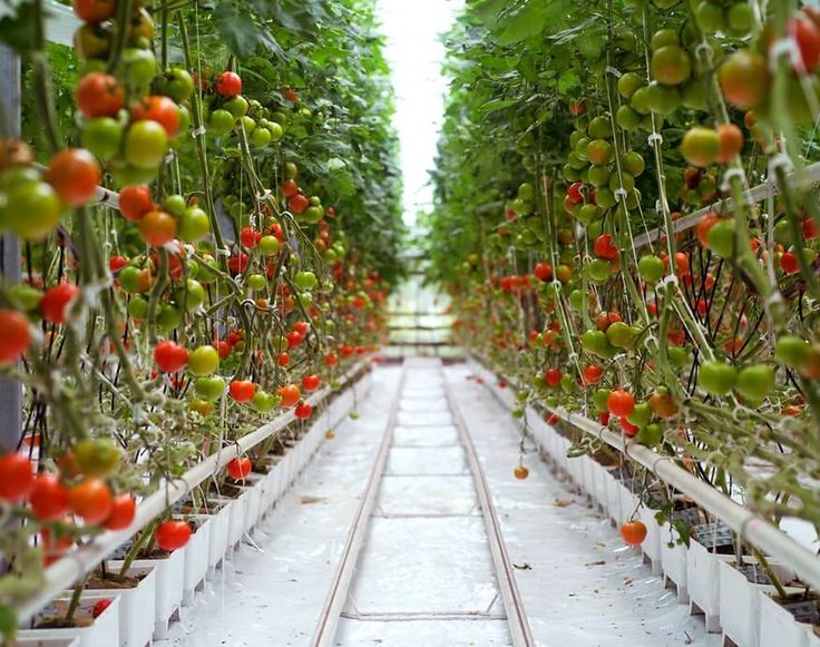 rows of tomatoes growing in an indoor greenhouse