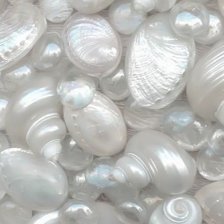 many white shells are stacked together on top of each other