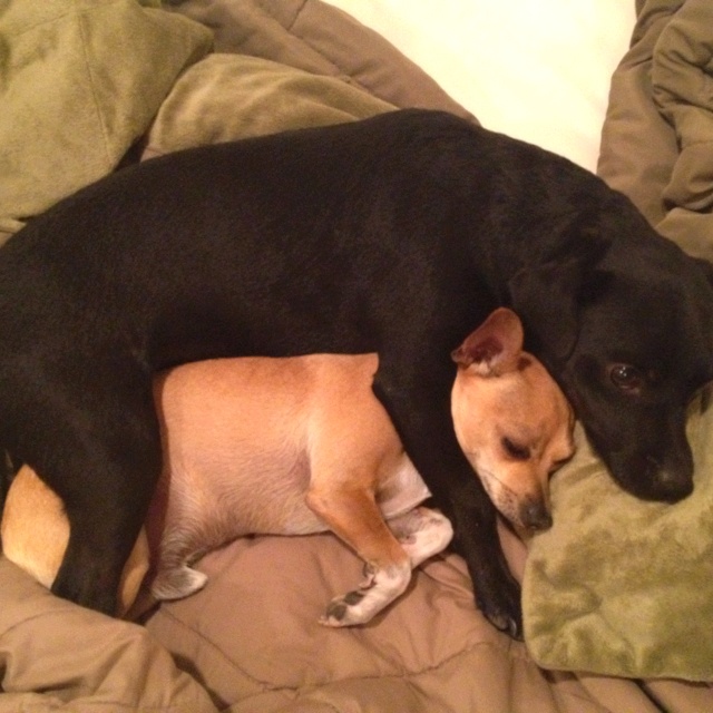 a black dog laying on top of a bed next to a brown and white dog