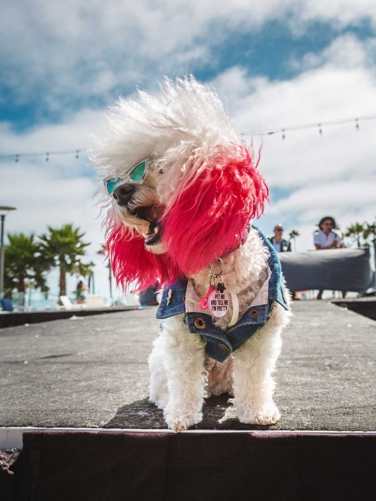 a small white dog with red hair and sunglasses on it's head wearing a denim jacket